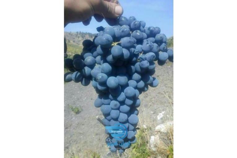 انگور سیاه شرابی