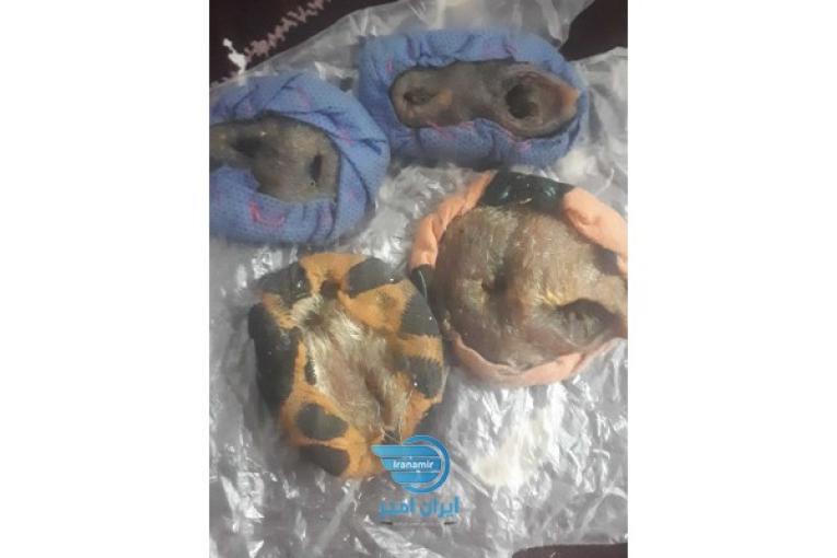 ناموس کفتار اصل اصل