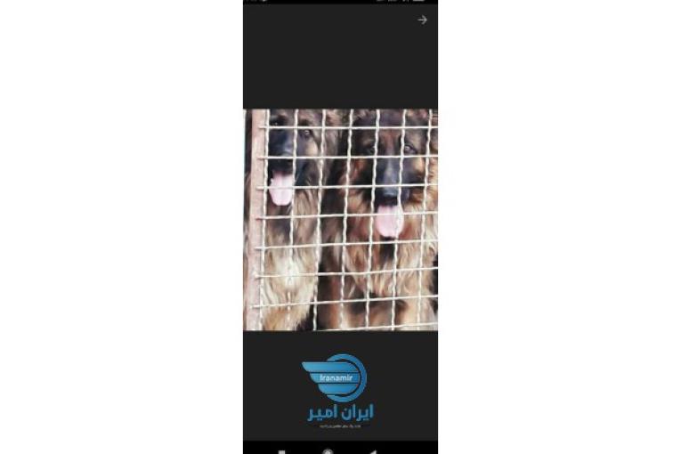 توله ژرمن های شولاین کنیگ سایز