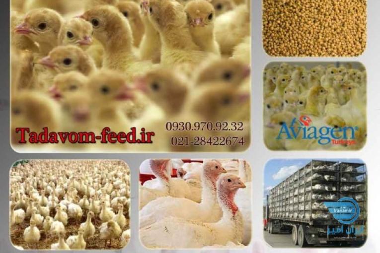 جوجه یکروزه بوقلمون گوشتی بیوتی سنگین-but6- ارسال سراسری
