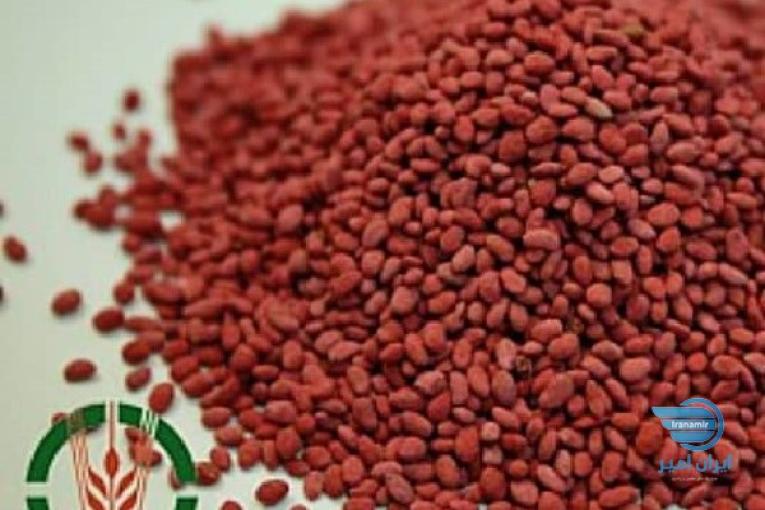 بذر یونجه هیبرید پوشش دار آمریکایی