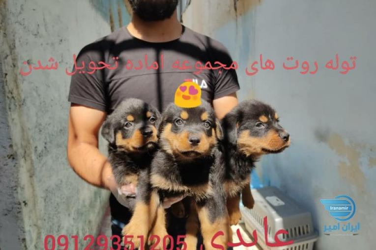 سگ روتوایلر درشت و هیکلی با ضمانت نگهبانی