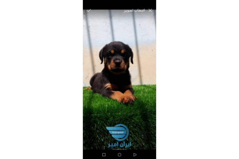 فروش سگ روتوایلر اصیل