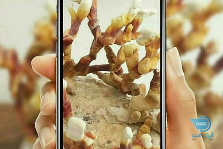 قارچ گانودرمالوسیدم(طبیعی)
