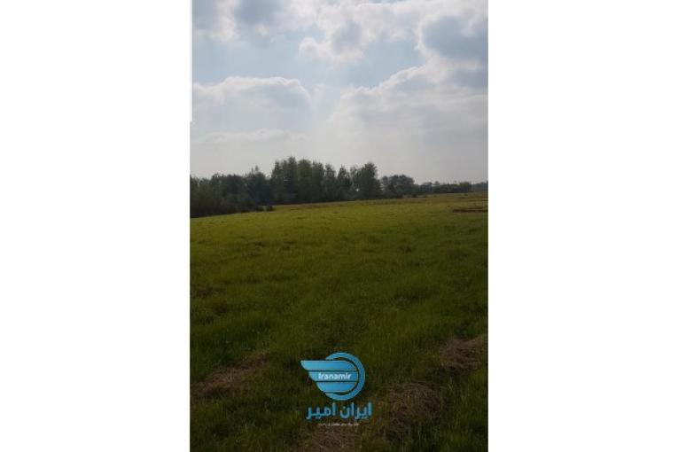 برنج هاشمی درجه یک