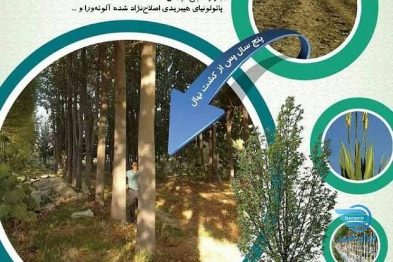 فروش نهال پالونیا  اصلاح نژاد شده طب جو درخت پالونیا