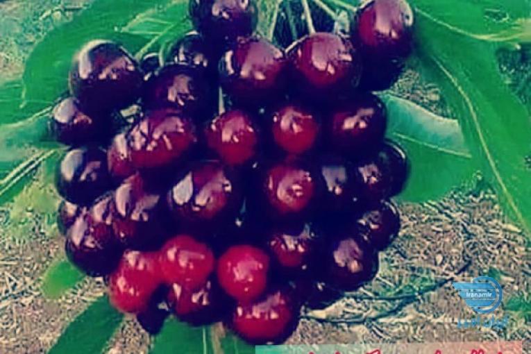 نهال فروشی و نهالستان بزرگ پاشاپور