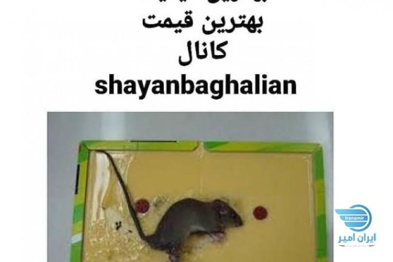 پخش چسب موش شايان(بقاليان)