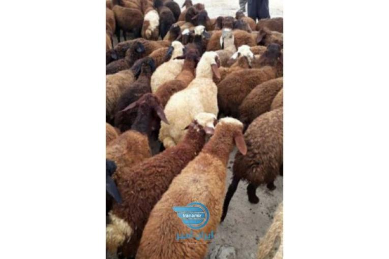 گوسفند زنده شبانه روزی