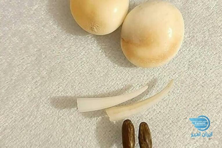 فروش مهره مار اصل