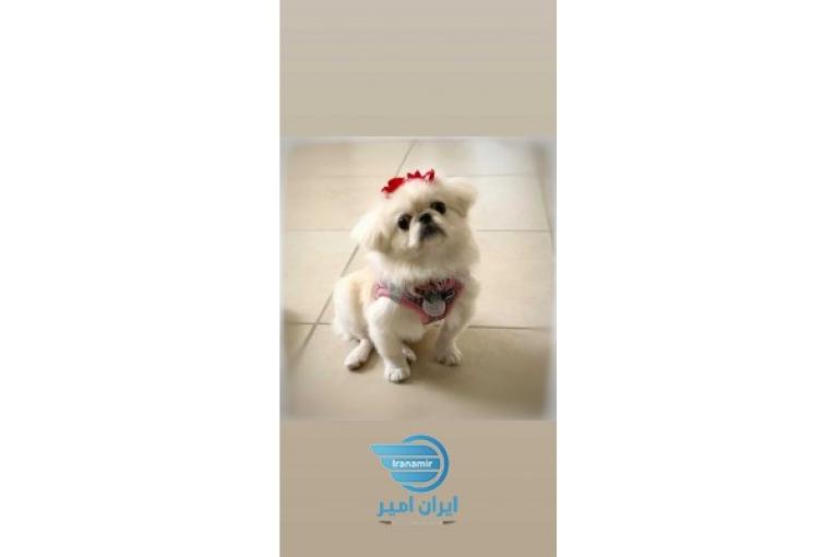 پکینیز سفید
