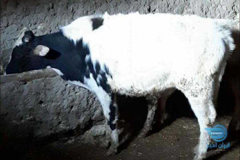 گاو نر جوان ..