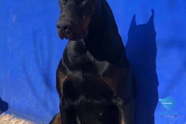 سگ دوبرمن مناسب زندگی کنار خانواده