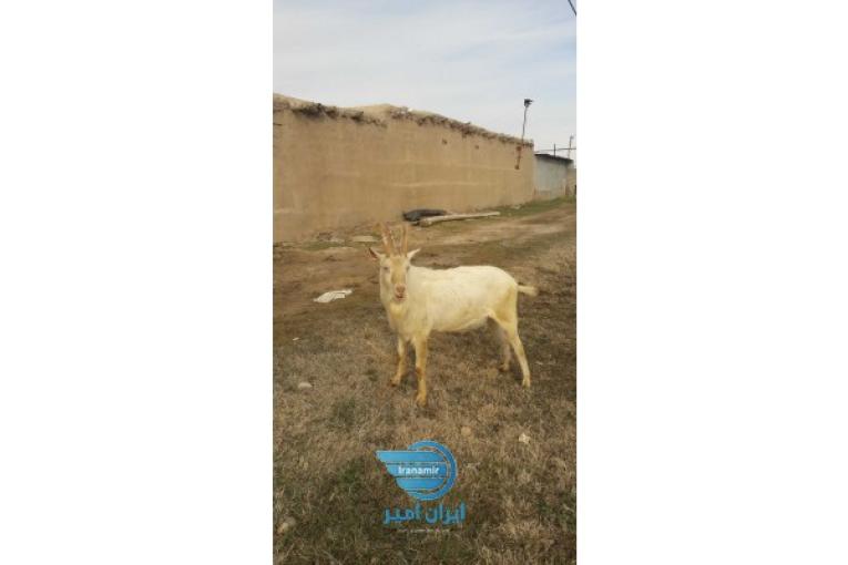 نر بز سانن پلاک آوین ژن