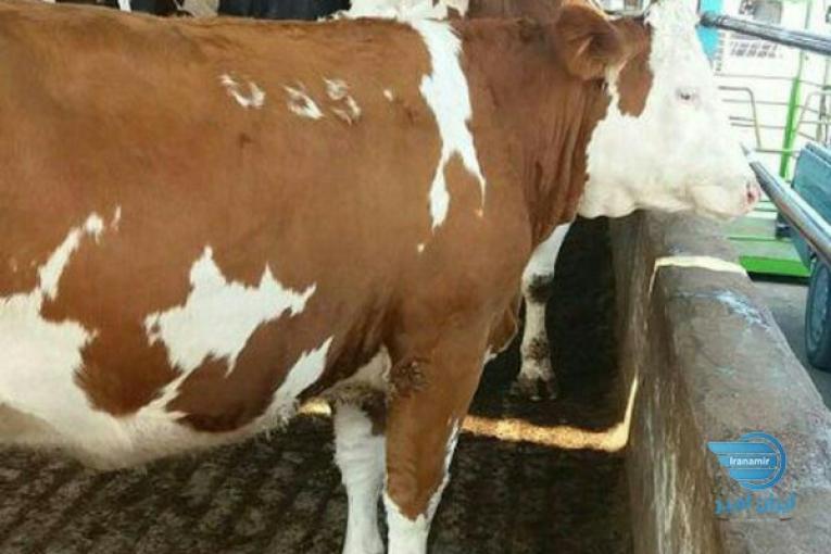 مرکز فروش بهترین جنس گوساله