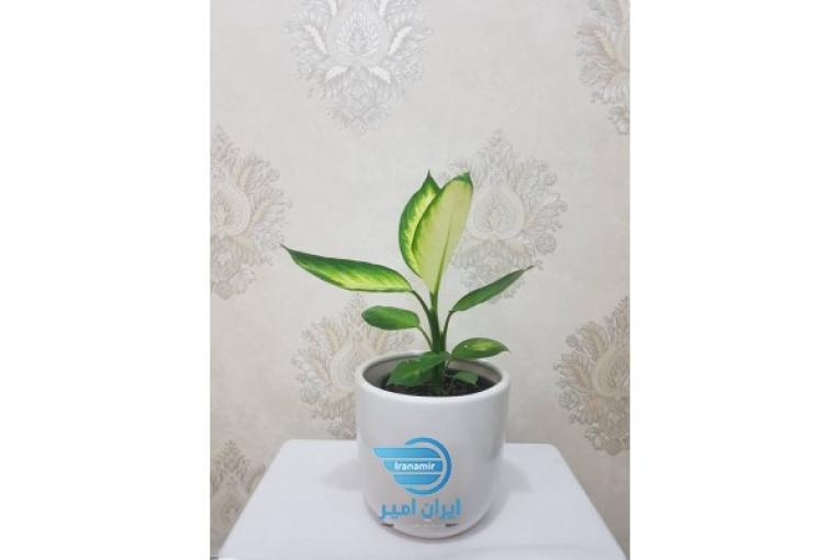 فروش گل و گیاه آپارتمانی