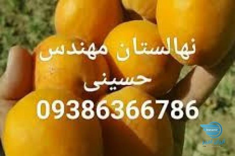 نهالستان مهندس حسینی