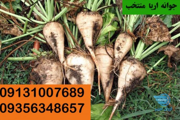 فروش انواع بذر چغندر قند09131007689