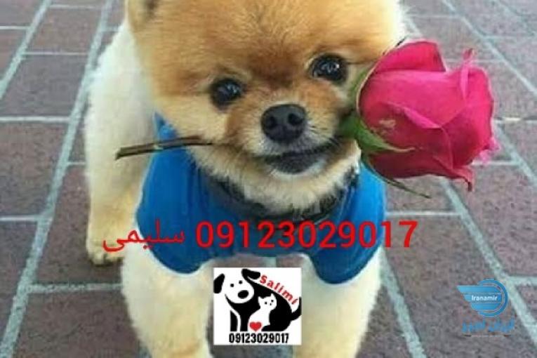 توله پامرانین خرسی سفید توله پامر