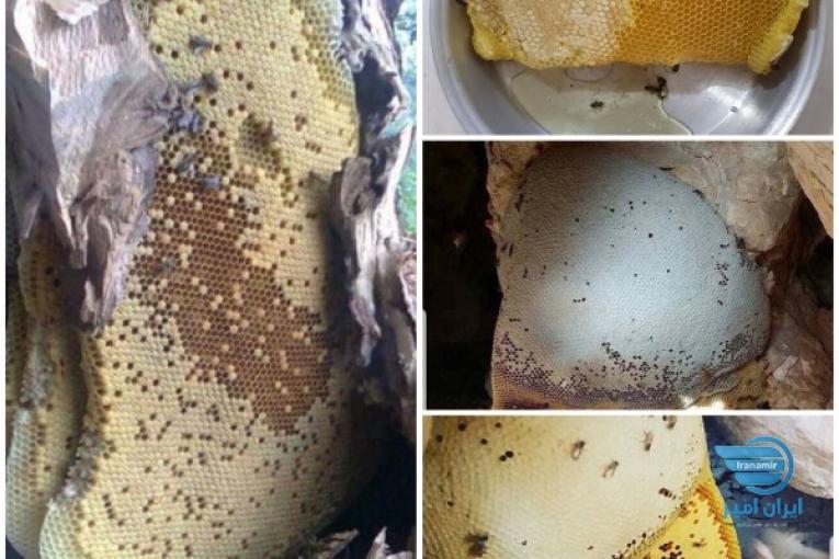 عسل طبیعی وحشی ( کوهی ، جنگلی ) ، ژله رویال ، روغن حیوانی و...