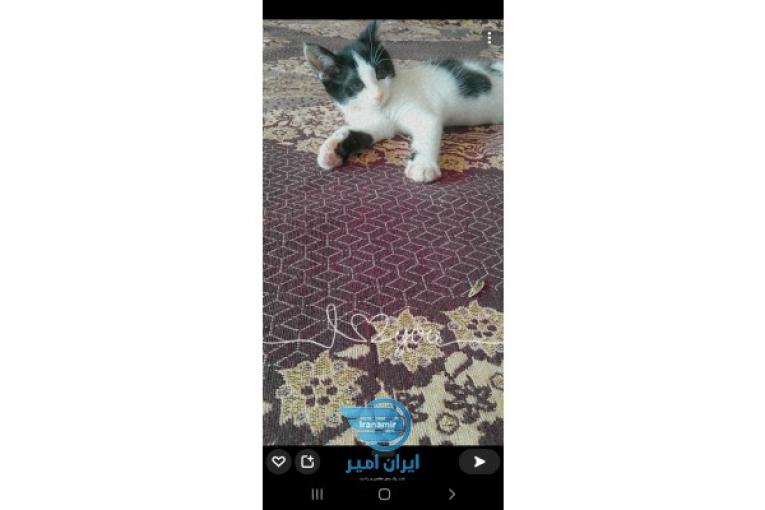 فروش بچه گربه ۱ و نیم ماهه ماده