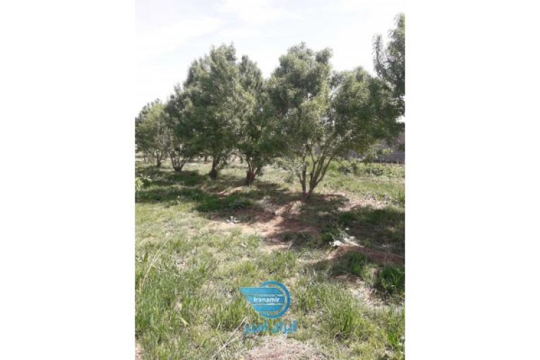 زمین باغ ویلا