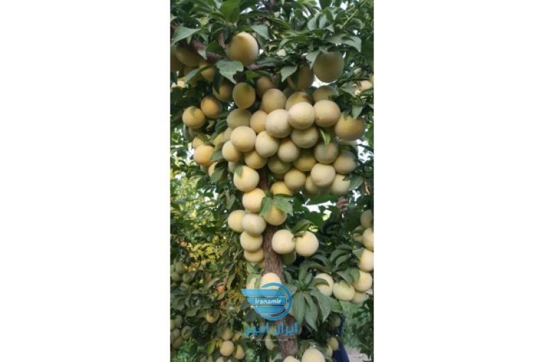 2 هکتار  باغ ویلا چهاردیواری