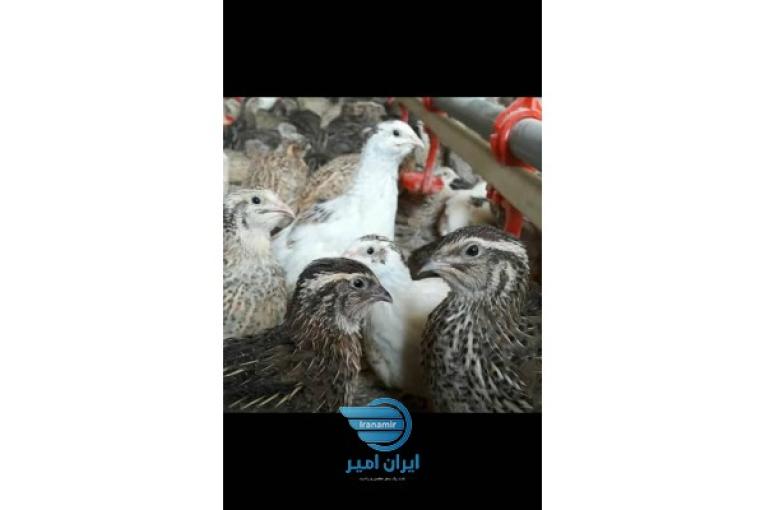   فروش تخم بلدرچين ارگانيک