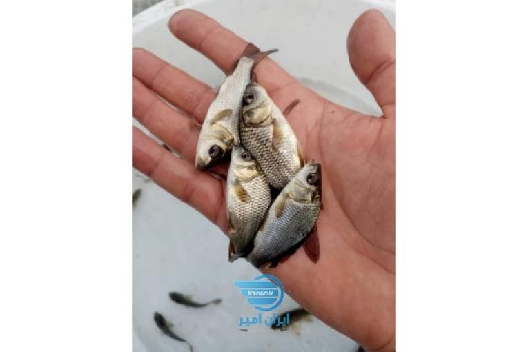 فروش بچه ماهی گرمابی 