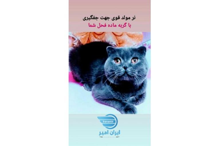 جفگیری گربه