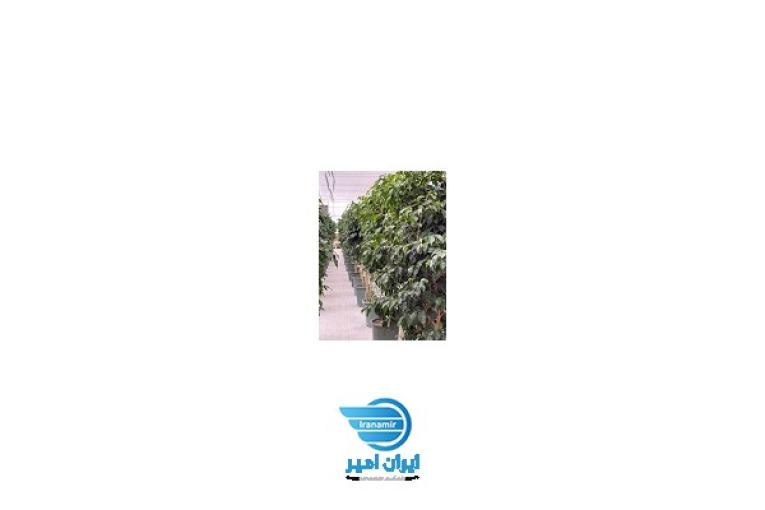 فروش و تکثیر انواع گلهای آپارتمانی، بیرونی بصورت تکی و عمده