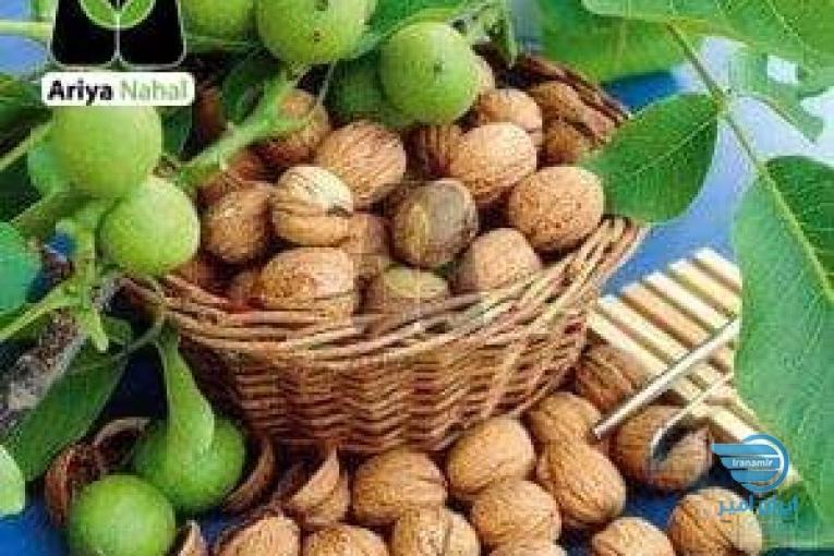 خرید نهال |خرید نهال گردو | نهال بادام | نهال انگور 