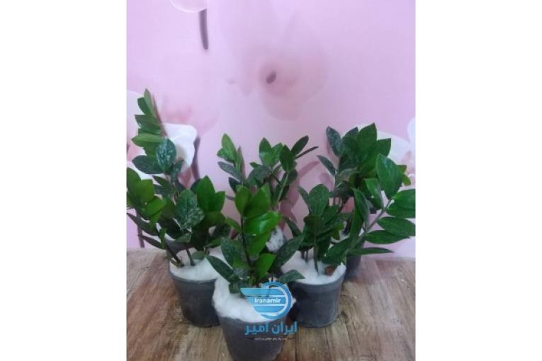 گلکده سوگل انواع گل های خاص
