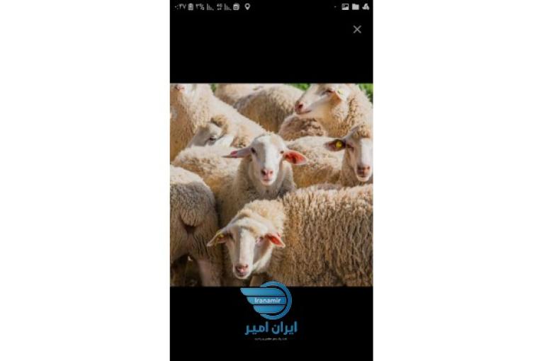 گوسفندزنده شبانه روزی همراه باقصاب
