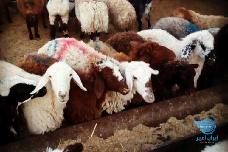 گوسفند زنده شبانه روزی