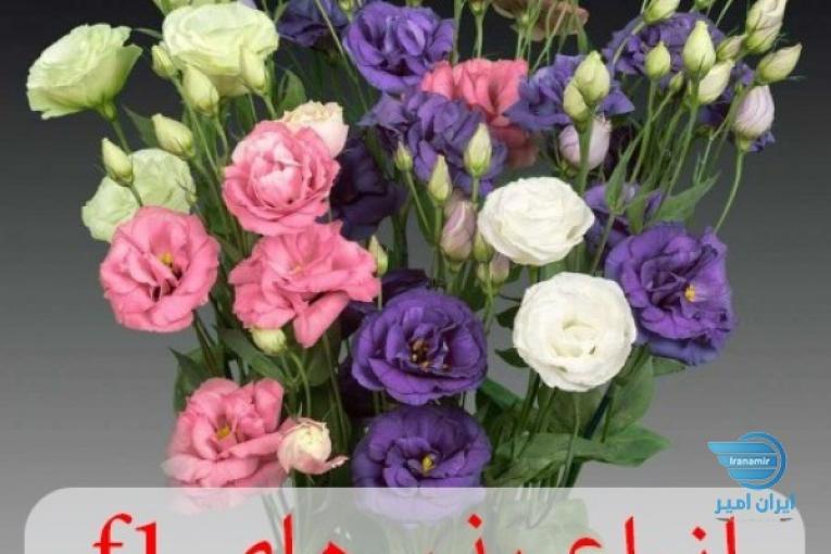 فروشگاه ظرافت ارائه کننده انواع بذر گل های f1