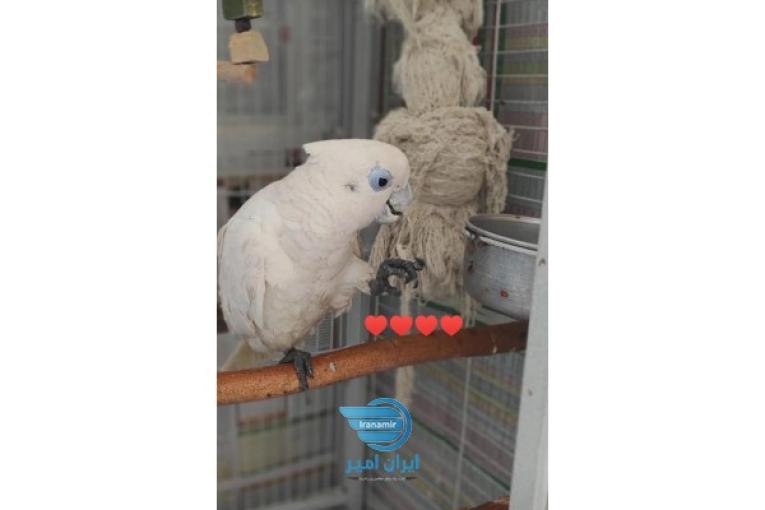 طوطی کاکادو چشم ابی