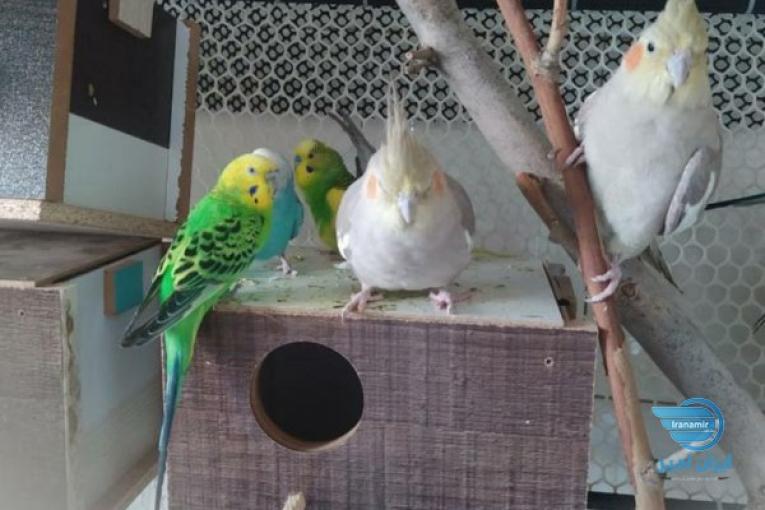عروس هلندی،فنچ،مرغ عشق