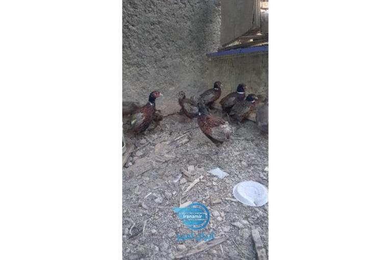 فروش قرقاول یک ماهه تا شش ماهه