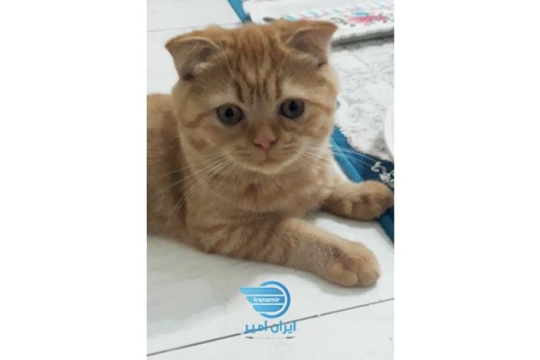فروش بچه گربه های اسکاتیش فولد نر