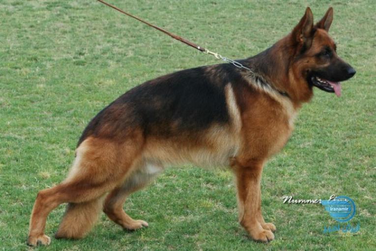 فروش سگ ژرمن ورکلاین
