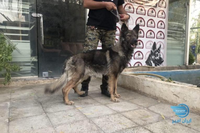 فروش  ژرمن سیبل نگهبان