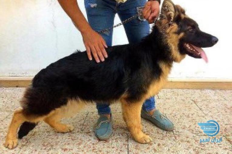 فروش سگ ژرمن مو کلاسیک