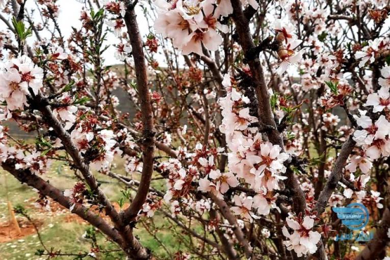 فروش زمین باغشهر در شیراز