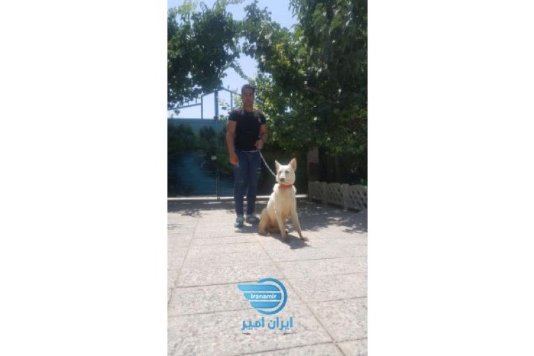 فروش سگ ژرمن وایت 