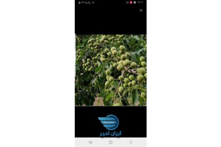فروش نهال تضمینی 