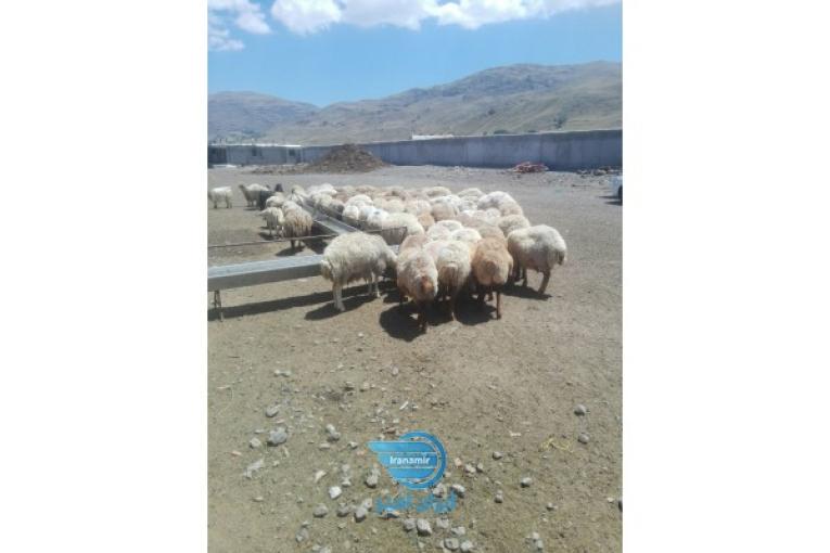 دامداری 600راسی بر جاده 