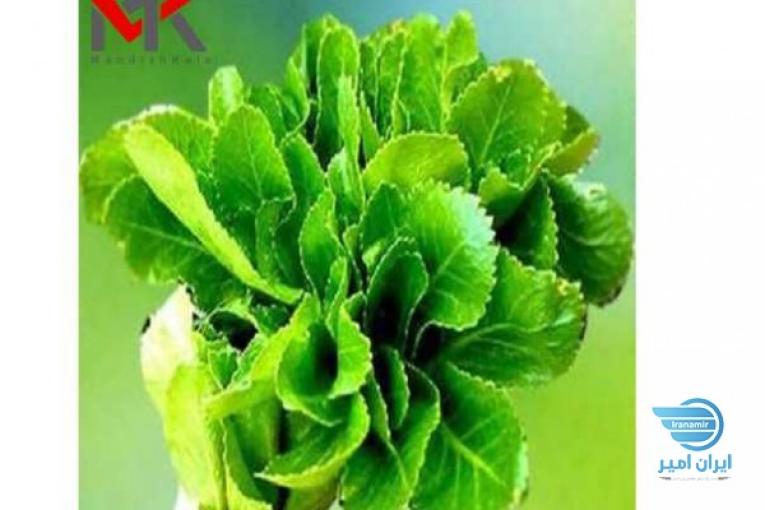 کرفس کوهی(کلوس) پادشاه گیاهان زاگرس