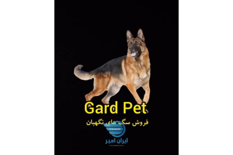 خرید و فروش سگ نگهبان