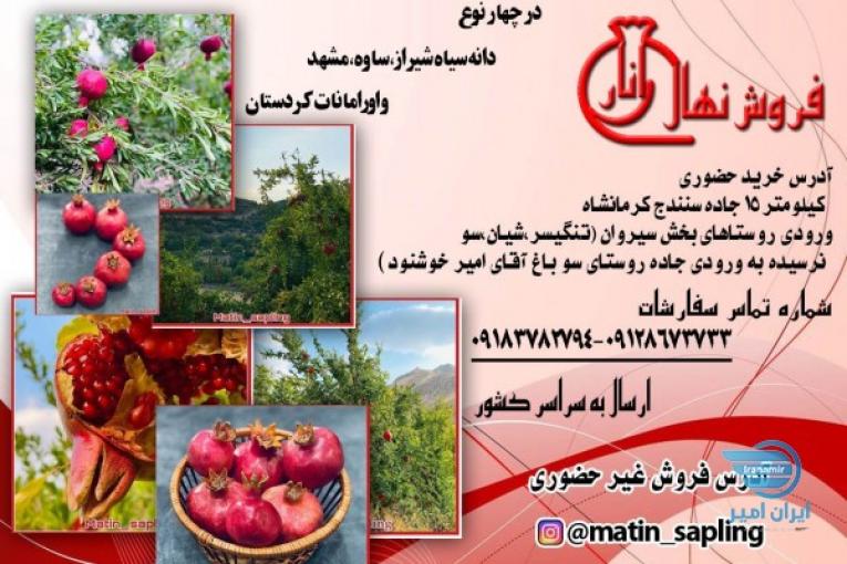 فروش نهال انار امیر خوشنود